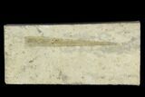 Fossil Orthoconic Nautiloid - Bear Gulch Limestone, Montana #130254-1